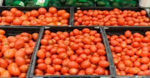 August 22, 2025: Tomato Prices Surge – Latest Market Update from Uttar Pradesh